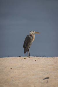 Bird perching on a sand