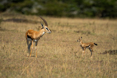 Thomson gazelle and baby face each other