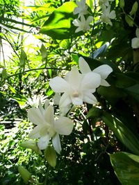 Low angle view of white flowers on tree