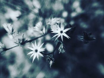 Close-up of white flowers blooming outdoors