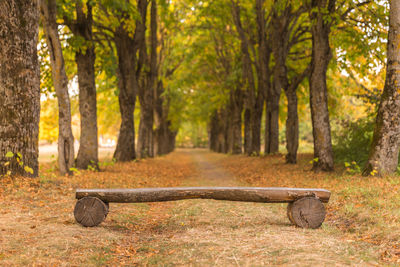 Park bench in forest