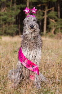 Portrait of dog on field