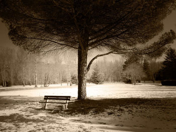 tree