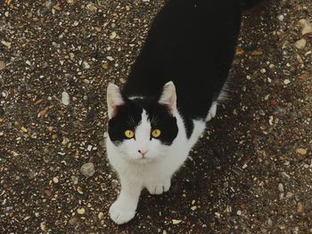 High angle portrait of cat