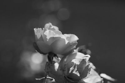 Close-up of rose bouquet