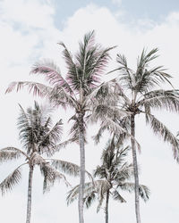 Low angle view of palm tree against sky