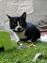 Close-up portrait of cat sitting on grass