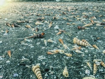 Fallen leaves on ground