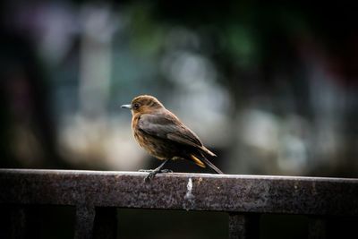 Close-up of bird perching outdoors