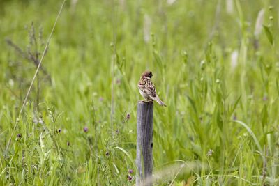 Bird perching on a field