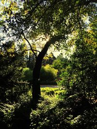 Trees growing in a park