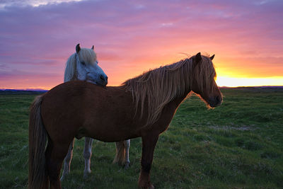 Horses standing in field during sunset