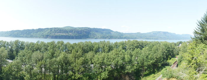 Panoramic view of trees in forest against clear sky