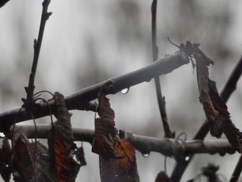 Close-up of twigs