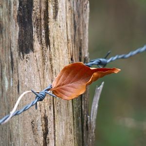 Close-up of orange leaf on tree trunk