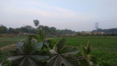 Close-up of plant growing on field against sky