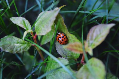 Close-up of ladybug on leaf