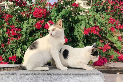 Cat sitting on wall