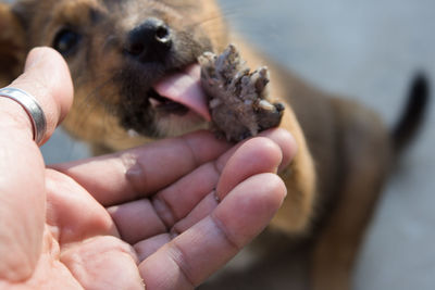 Close-up of hand holding dog