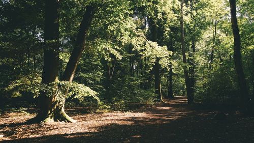 Trees in forest