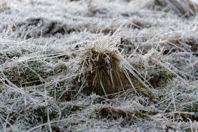 Close-up of snow on field