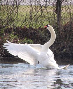 Swan swimming on lake