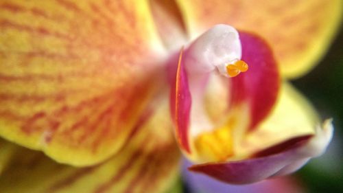 Macro shot of pink flower