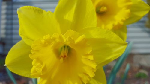 Close-up of yellow flowers