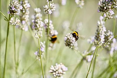 Close-up of bee pollinating on lavender