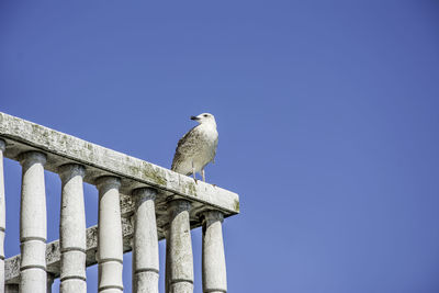 Low angle view of bird perching against clear blue sky