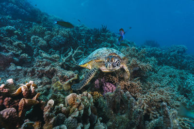 Green sea turtle pose close to the healthy coral reef in australia