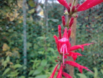 Close-up of red flowering plant