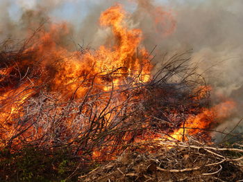 Close-up of bonfire in forest