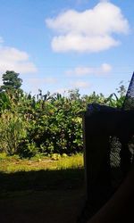 Plants and trees against sky