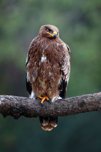 Close-up of bird perching on wood