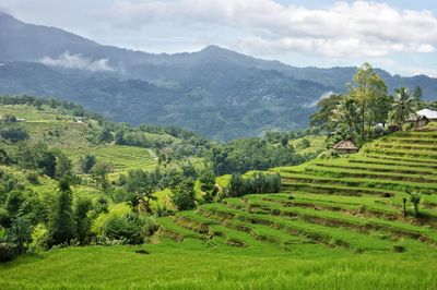 Scenic view of agricultural field against sky