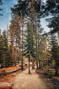 Trees in forest during autumn