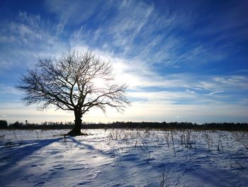 Bare tree on snow covered landscape