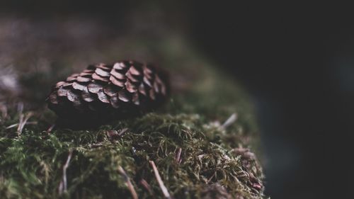 Close-up of pine cone on field