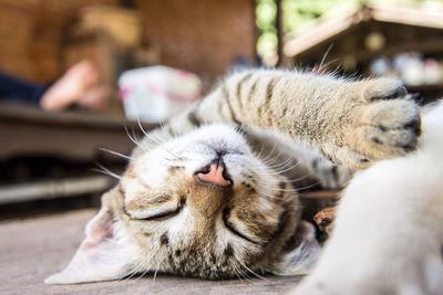 Close-up of cat sleeping