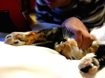 Close-up of cat relaxing at home