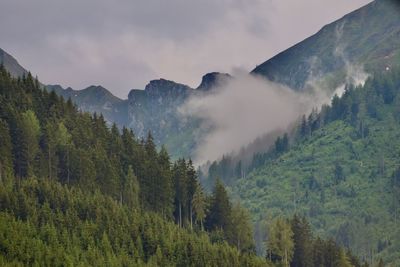 Panoramic view of trees and mountains with rising fog against sky