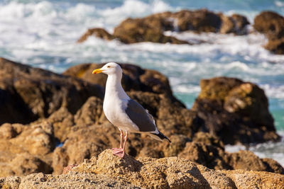 Seagull perching on rock