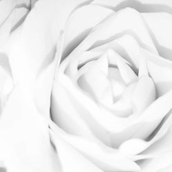 Close up of flower