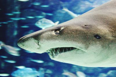 Close-up of fish swimming in sea