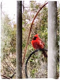 Close-up of bird perching on tree