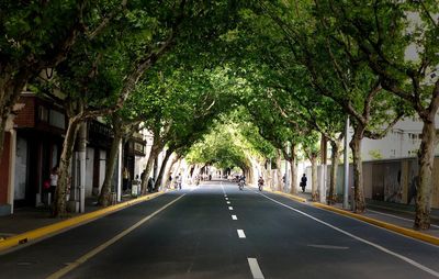 Empty road along trees and plants in city