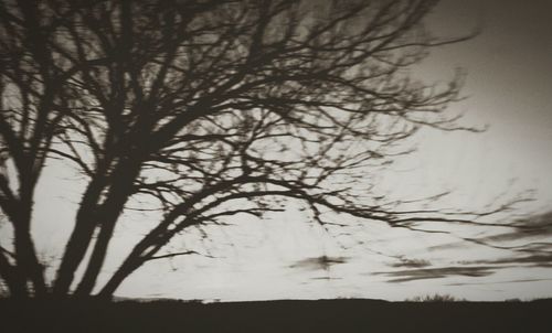 Bare trees against sky