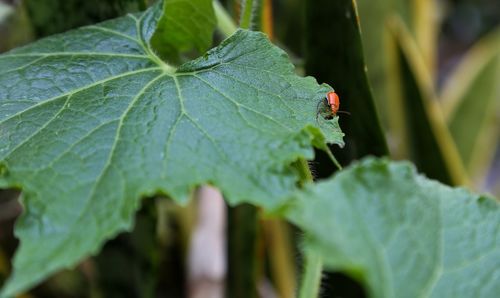 Close-up of insect on leaf