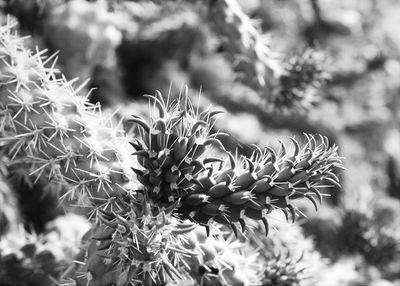 Close-up of cactus flower growing outdoors